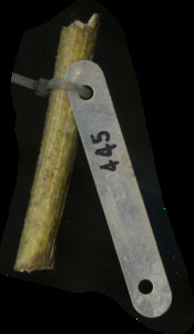 primarybranch