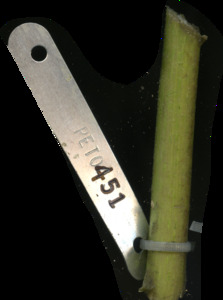 primarybranch
