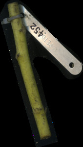 primarybranch
