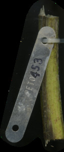 primarybranch