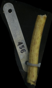 primarybranch