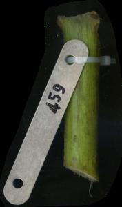 primarybranch