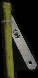 primarybranch