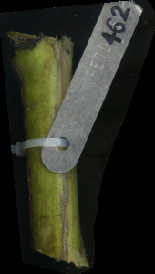 primarybranch