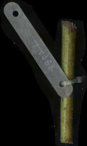 primarybranch