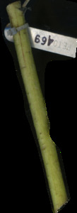 primarybranch