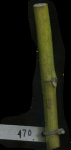 primarybranch