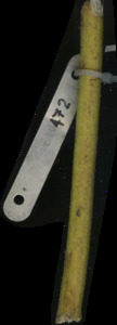 primarybranch