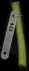 primarybranch