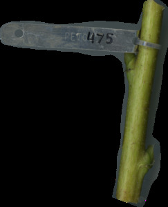 primarybranch