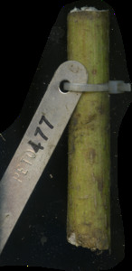 primarybranch