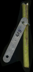 primarybranch