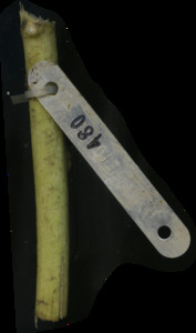 primarybranch