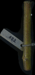 primarybranch