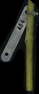 primarybranch