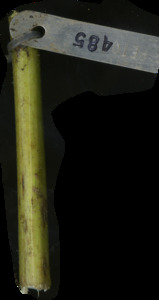 primarybranch