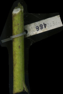 primarybranch