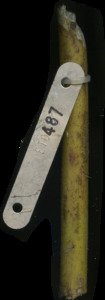 primarybranch