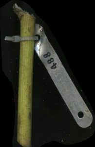 primarybranch