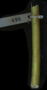 primarybranch