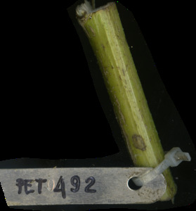 primarybranch