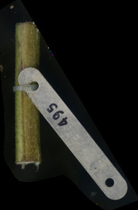 primarybranch