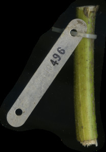 primarybranch