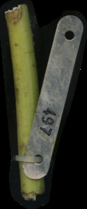primarybranch