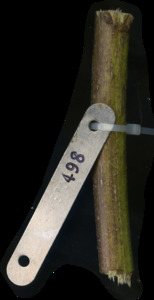 primarybranch