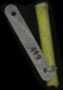primarybranch