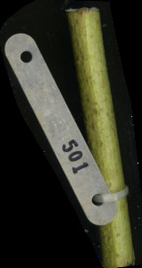 primarybranch