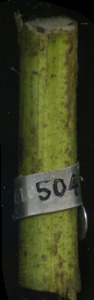 primarybranch
