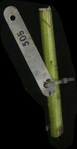 primarybranch