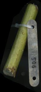 primarybranch