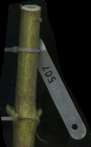 primarybranch
