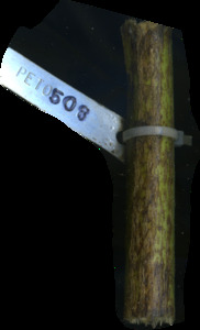 primarybranch