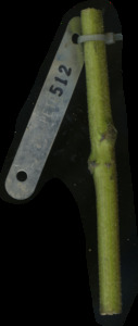 primarybranch