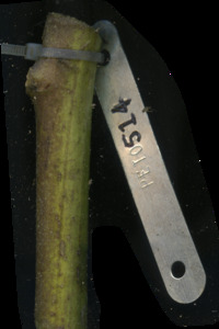 primarybranch