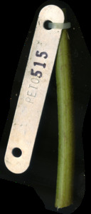 primarybranch