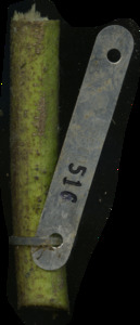 primarybranch