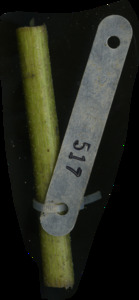 primarybranch