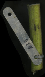 primarybranch