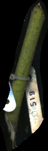 primarybranch