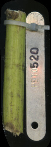 primarybranch
