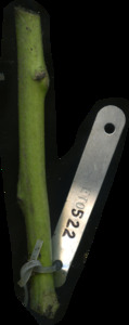primarybranch