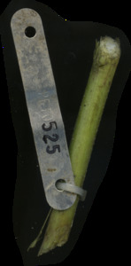 primarybranch