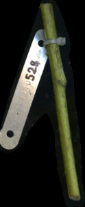primarybranch