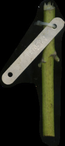 primarybranch