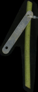 primarybranch