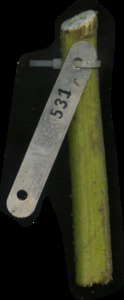 primarybranch